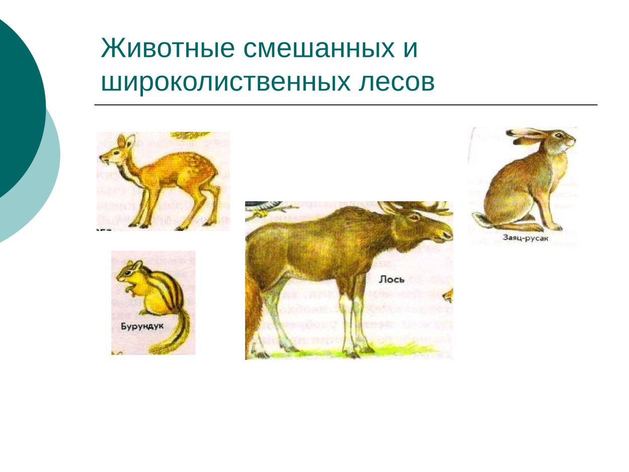 Приспособленность животных смешанных и широколиственных лесов