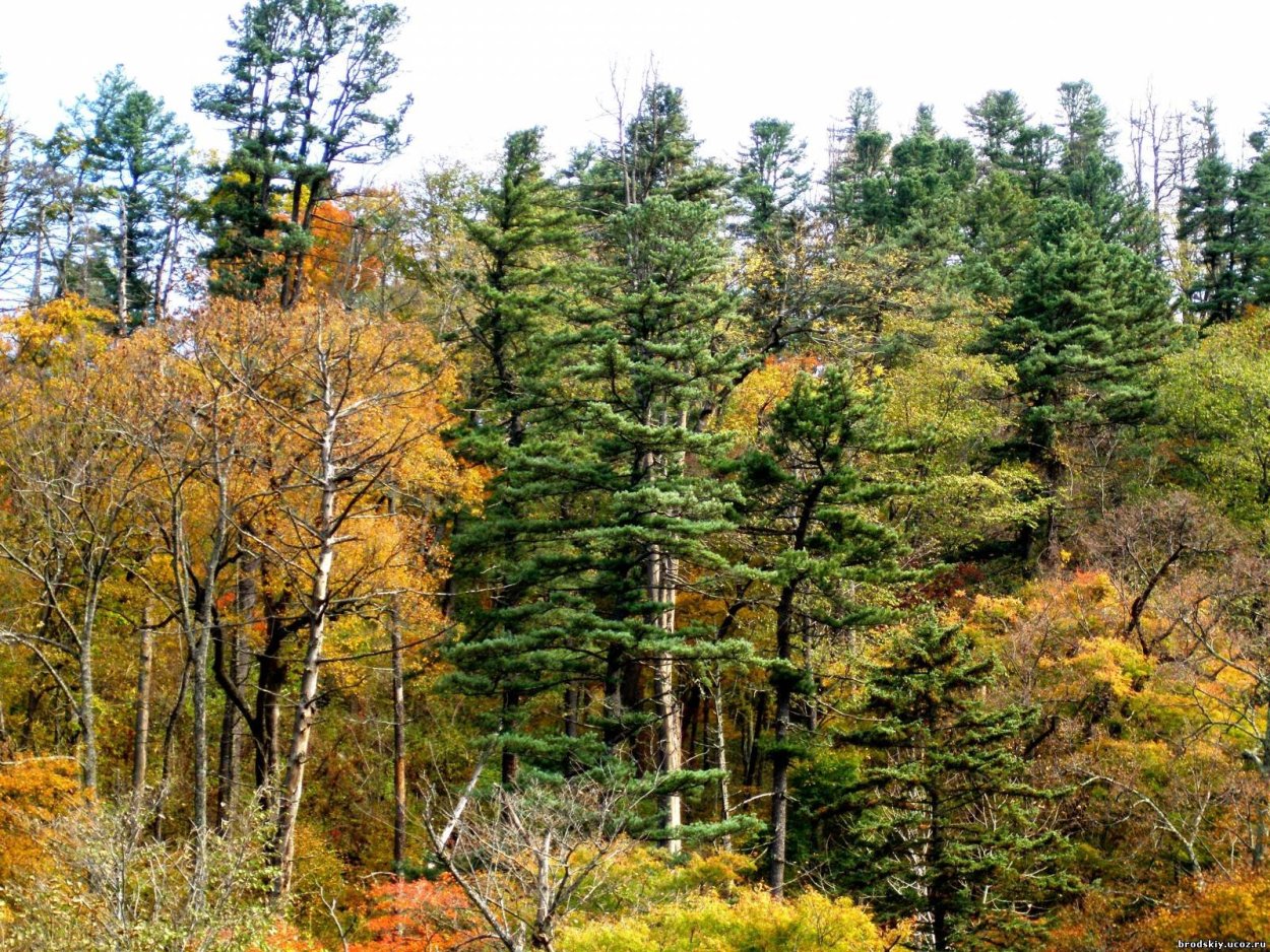 Кедрово-широколиственные леса Уссурийской тайги