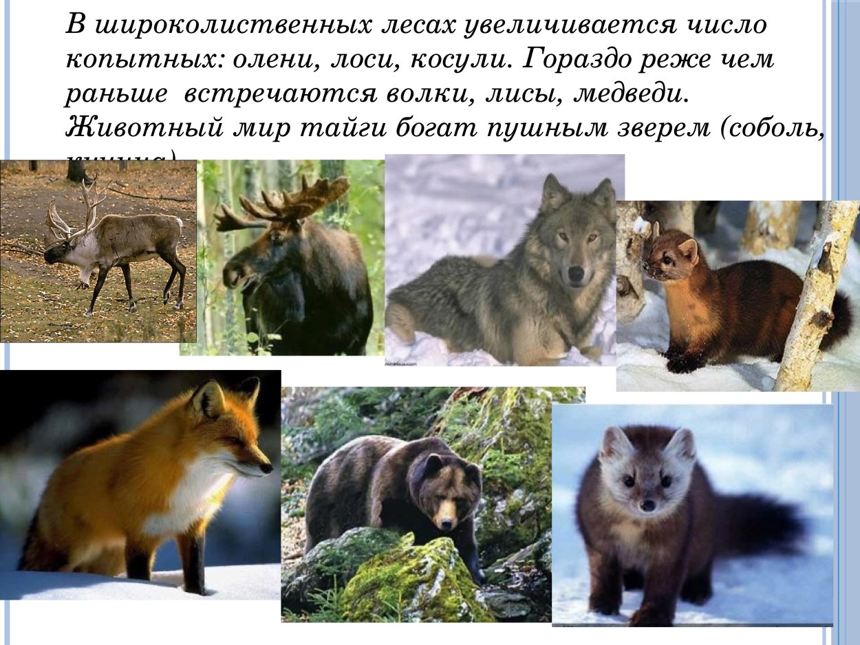 Зона широколиственных лесов животные