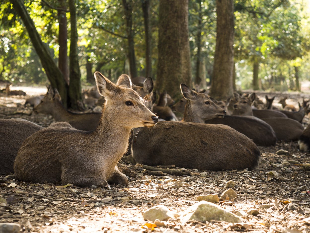 Фауна широколиственных лесов