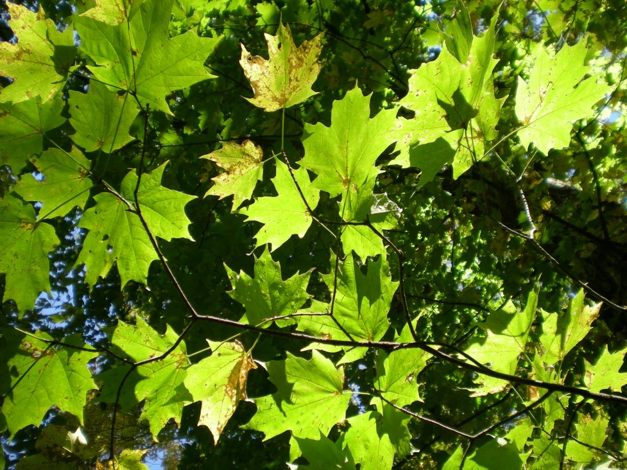 Широколиственный лес деревья