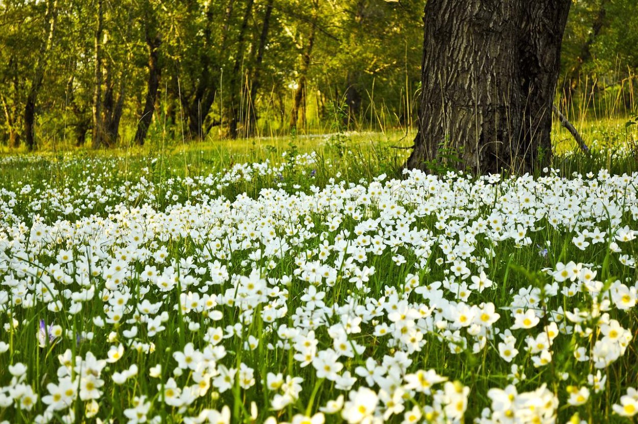 Белые майские лесные цветы