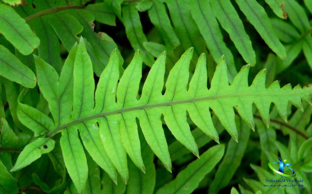 Ветка папоротника