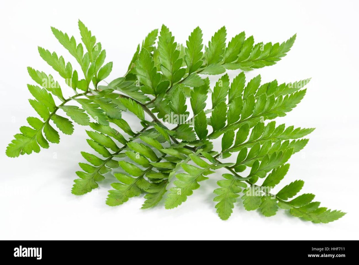 Фил polypodioides