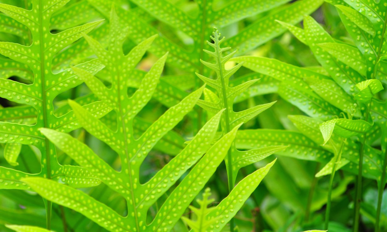 Athyrium filix - Femina 'victoriae'