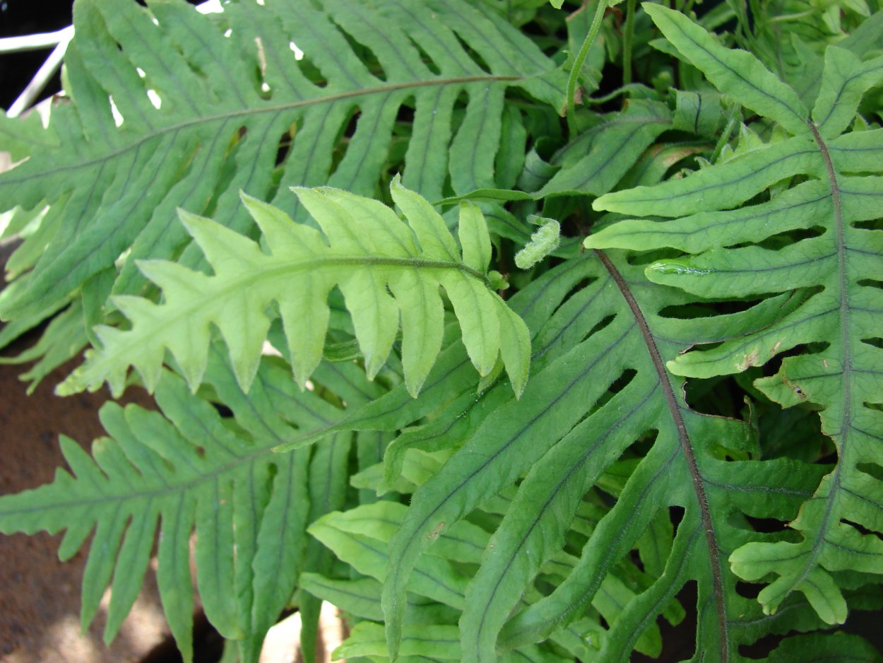 Полиподиум Ван дер планки