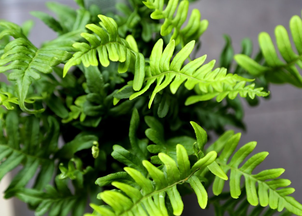 Микросорум флебодиум папоротник