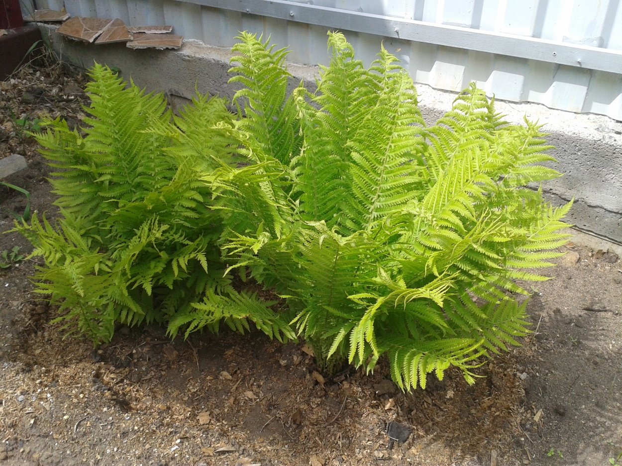 Папоротник Луговой фото