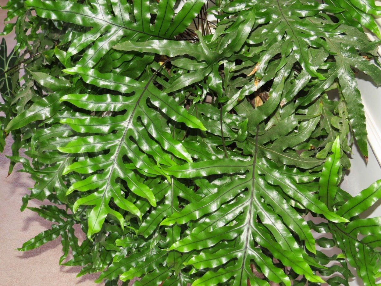 Папоротник многоножка Полиподиум