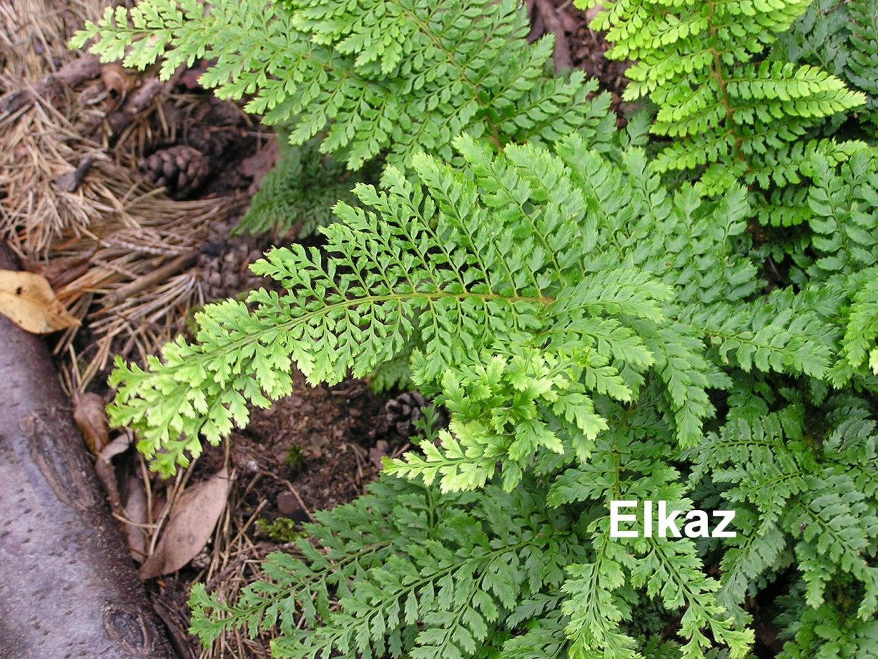 Папоротник Полиподиум асплениум