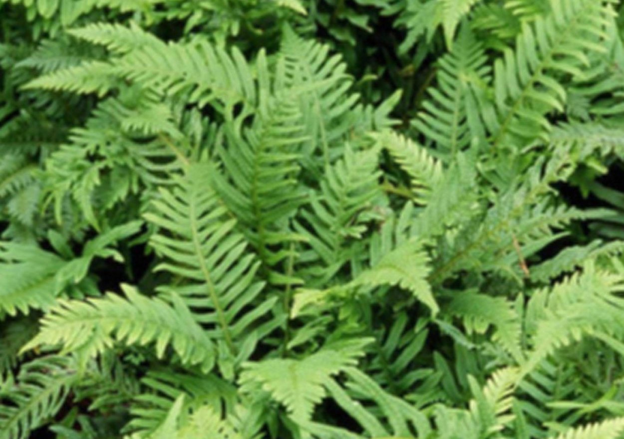 Polystichum lonchitis