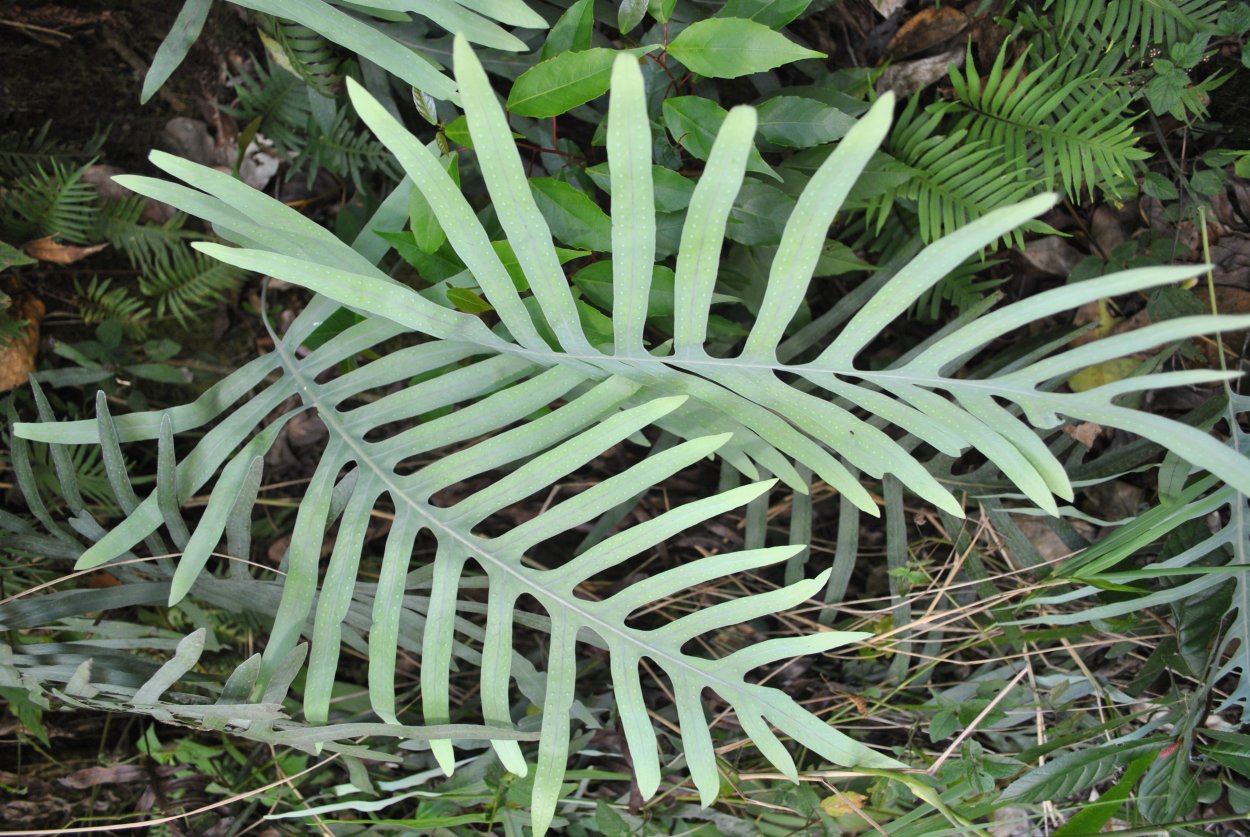 Папоротник Полиподиум