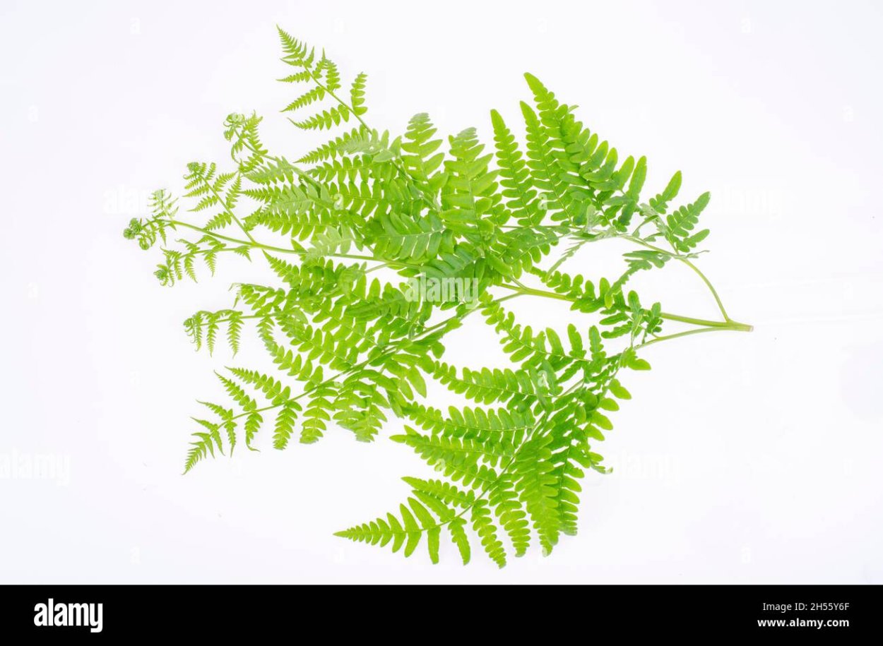 Папоротник Полиподиум