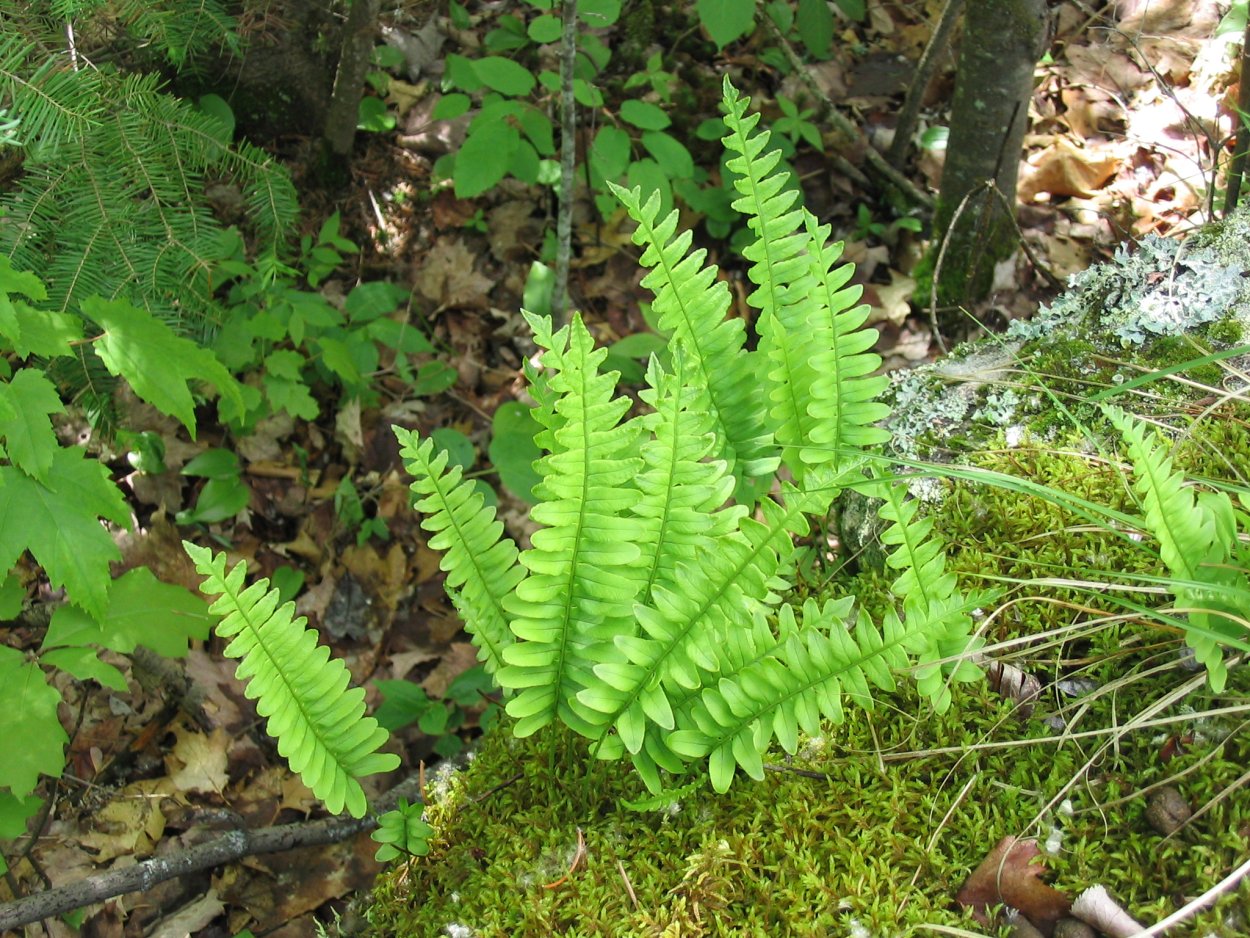 Папоротник на Мауи