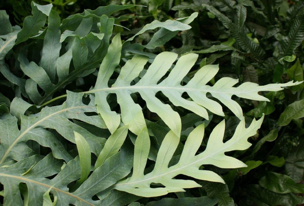 Композиции с папоротником