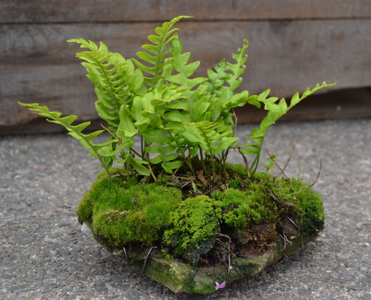 Папоротник Полиподиум