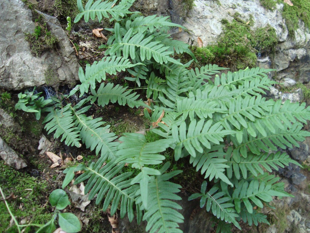 Папоротник Полиподиум