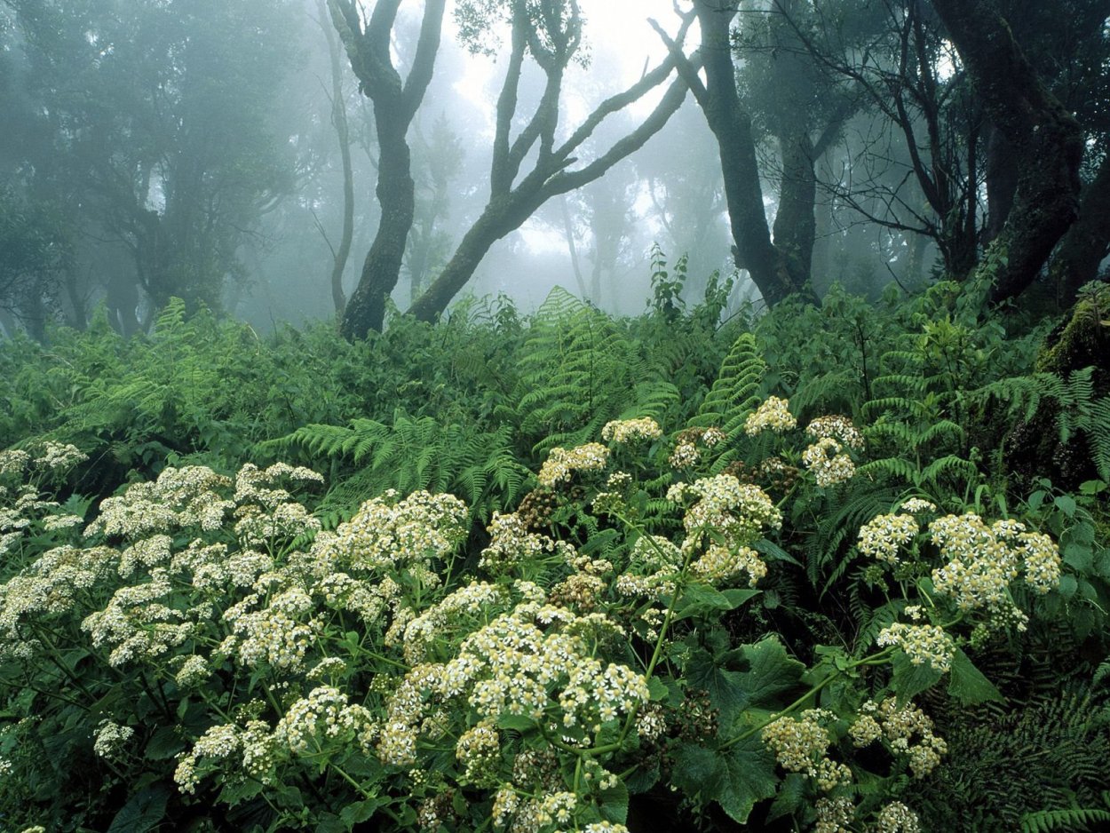 Растения крымского леса