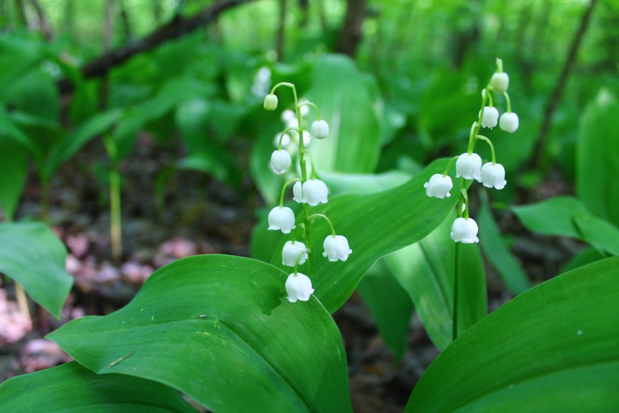 Ландыш горный Convallaria Montana