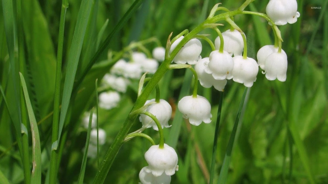 Ландыш Майский (Convallaria Majalis l.)