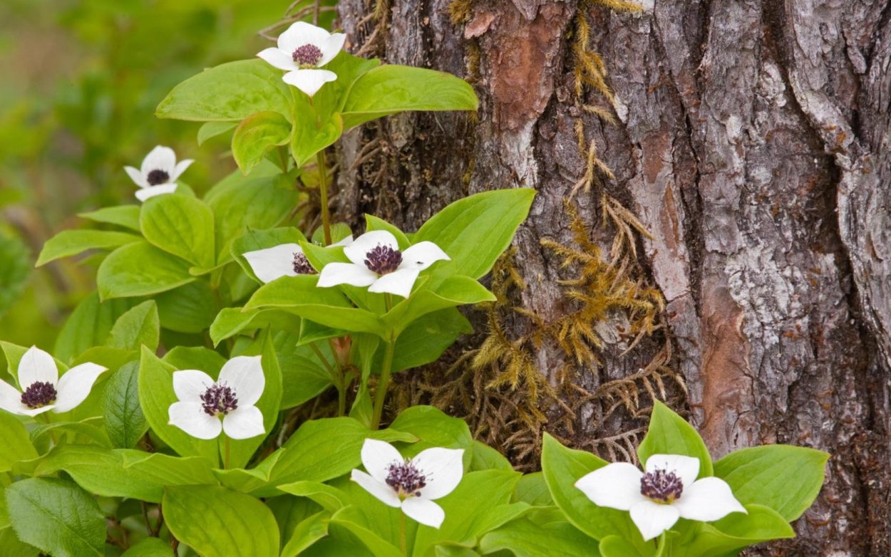 Сарымсак дикий чеснок