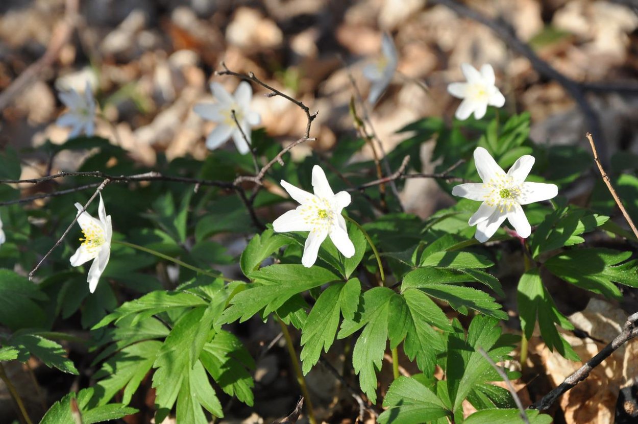 Белые Лесные цветы
