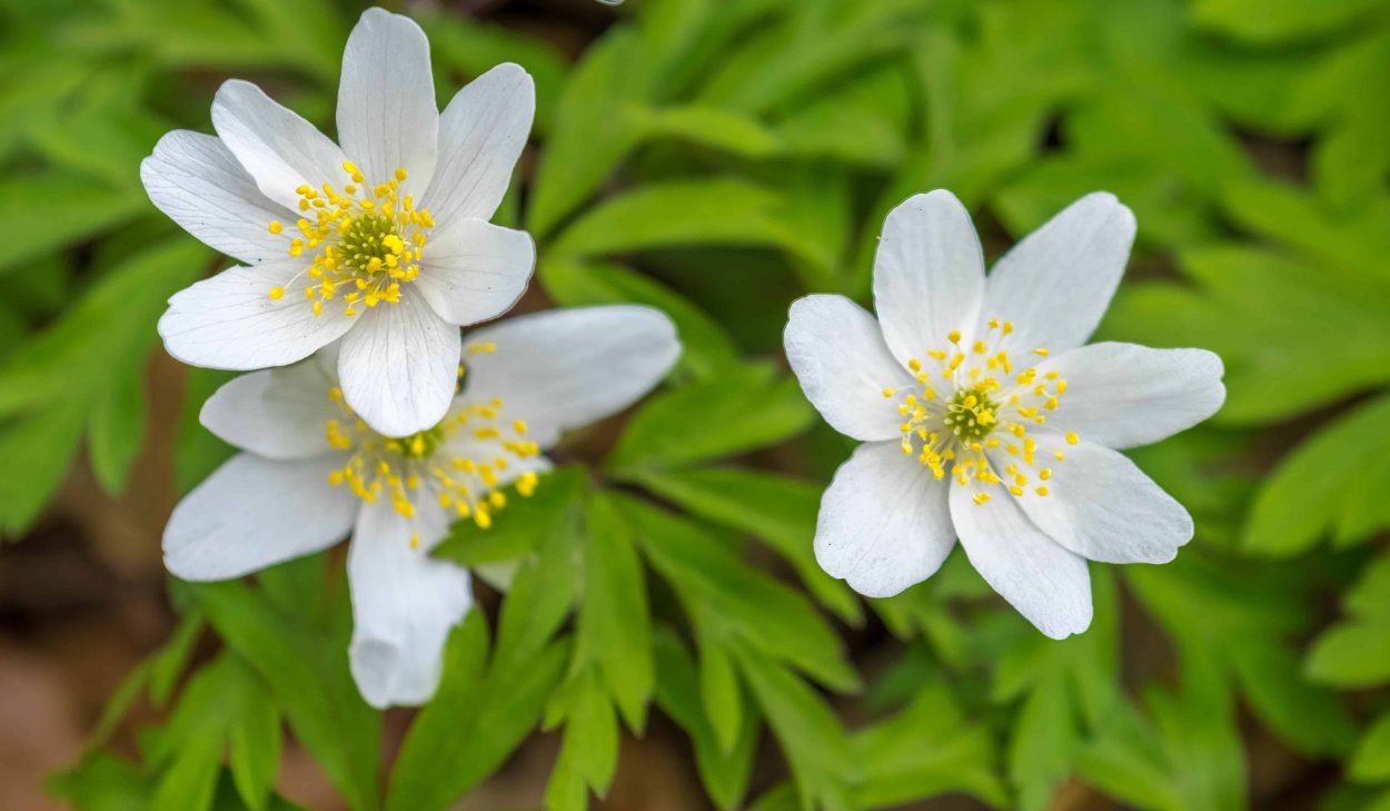 Ландыш Кейске