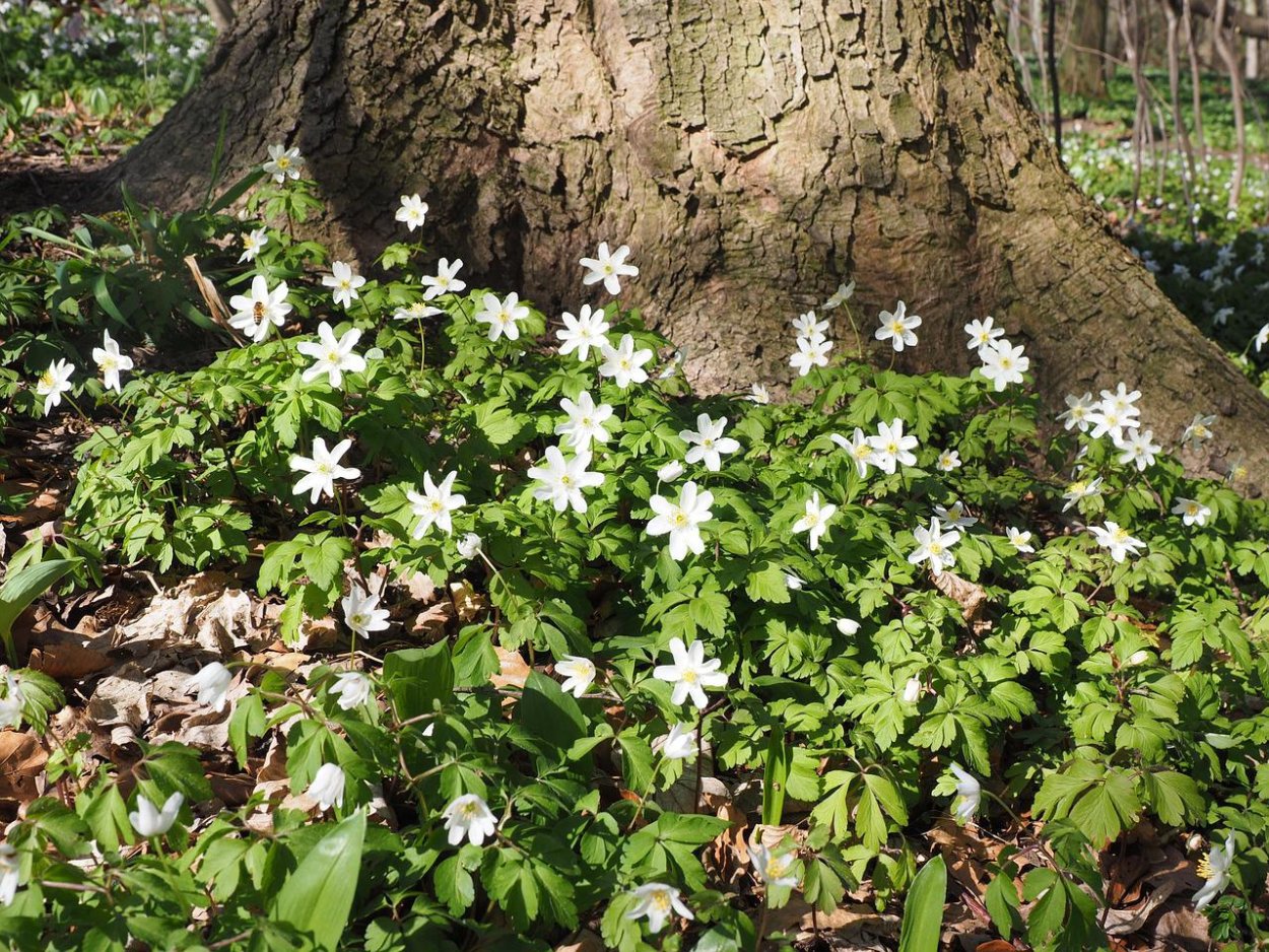 Растения густые