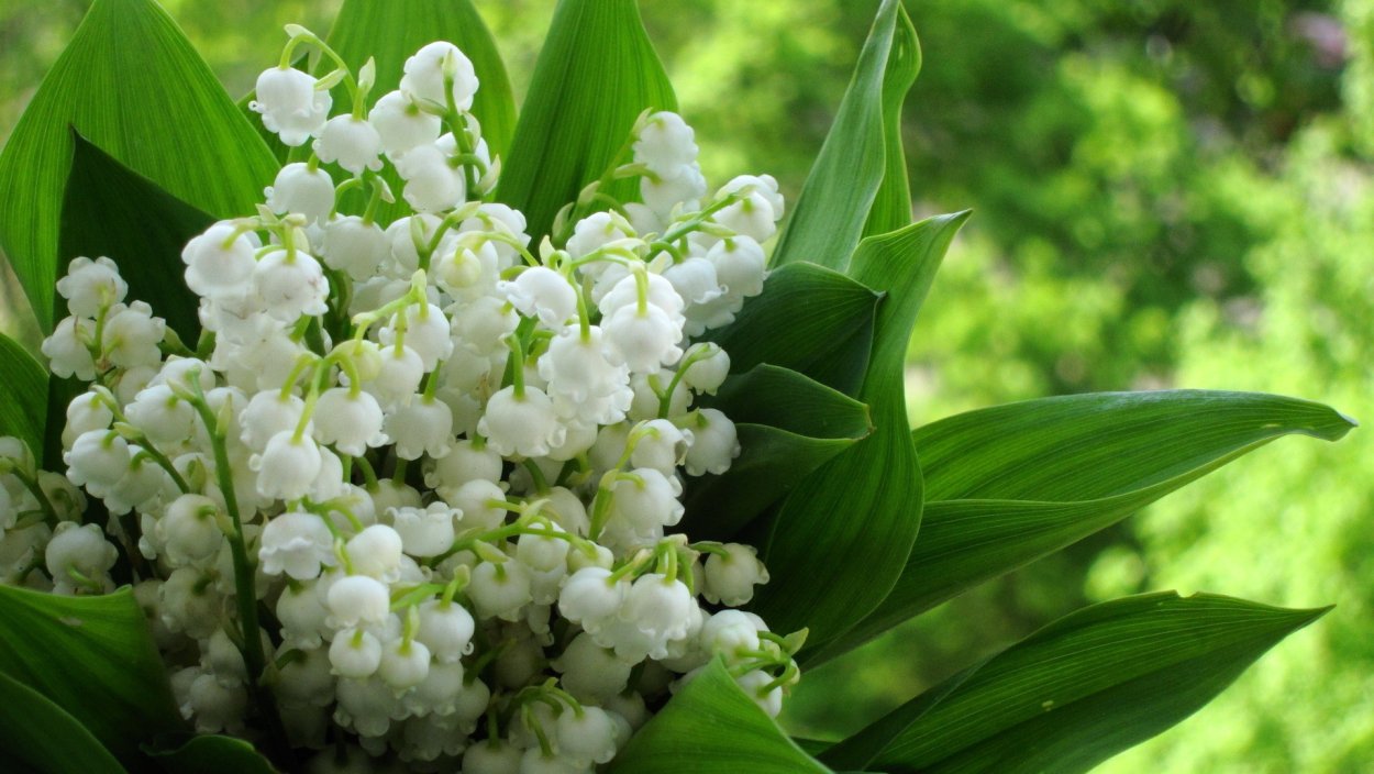 Анемона Весенняя ветреница