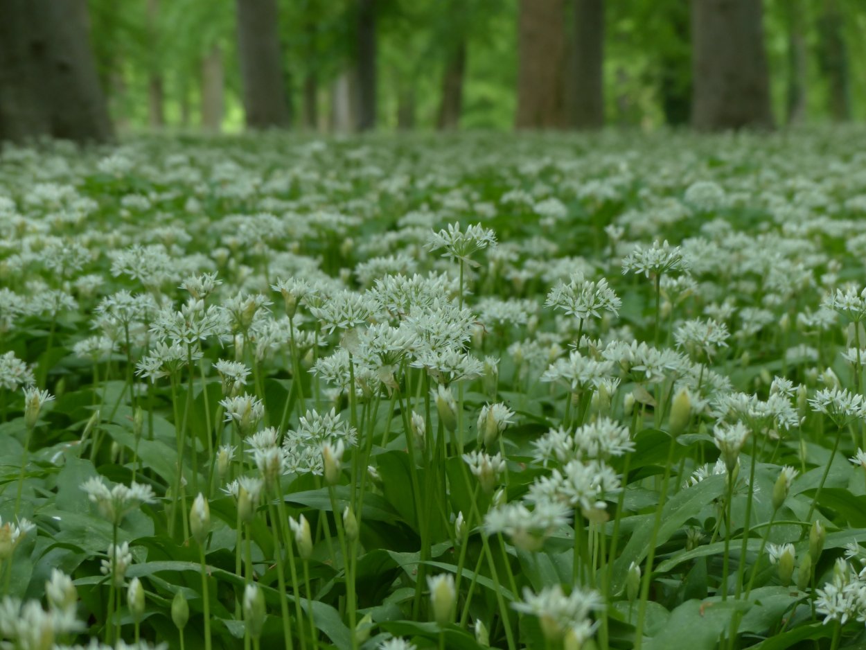 Ландыш Лесной