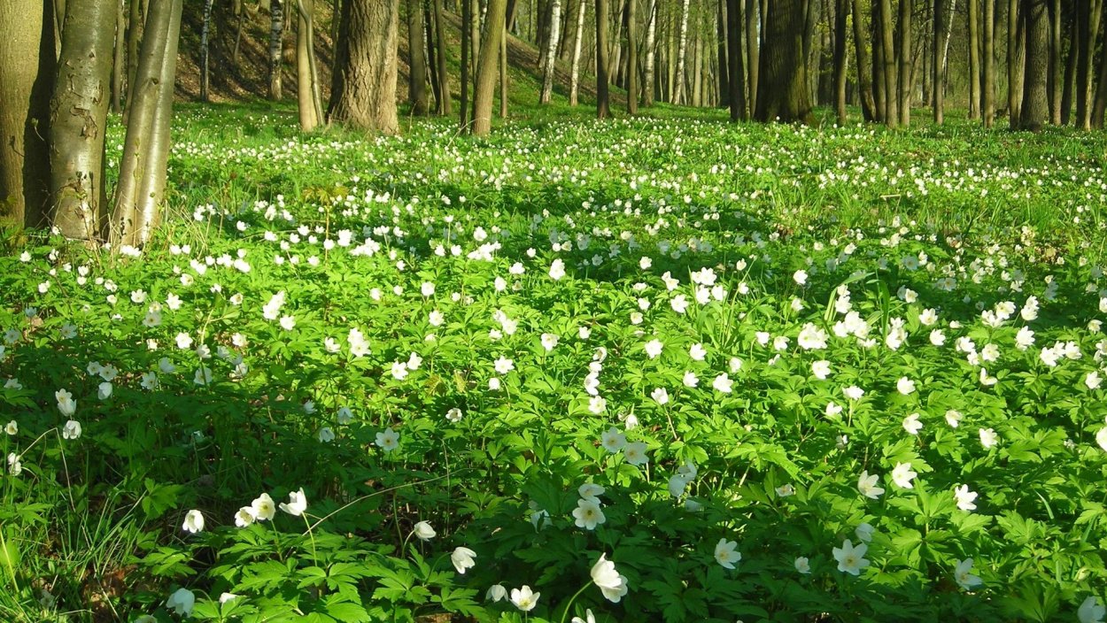 Травка с белыми мелкими цветочками