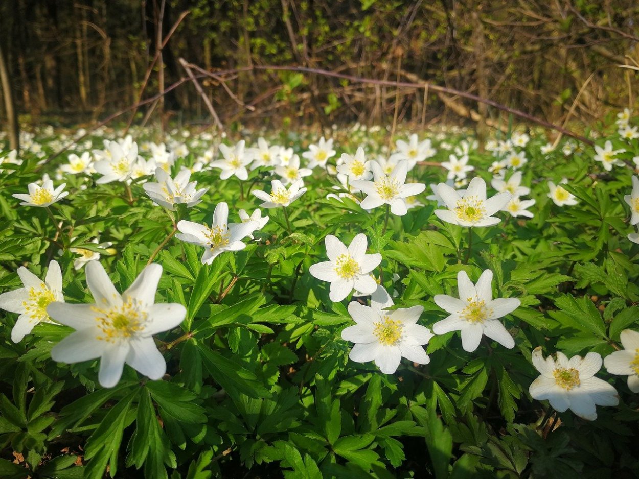 Маленькие белые цветочки