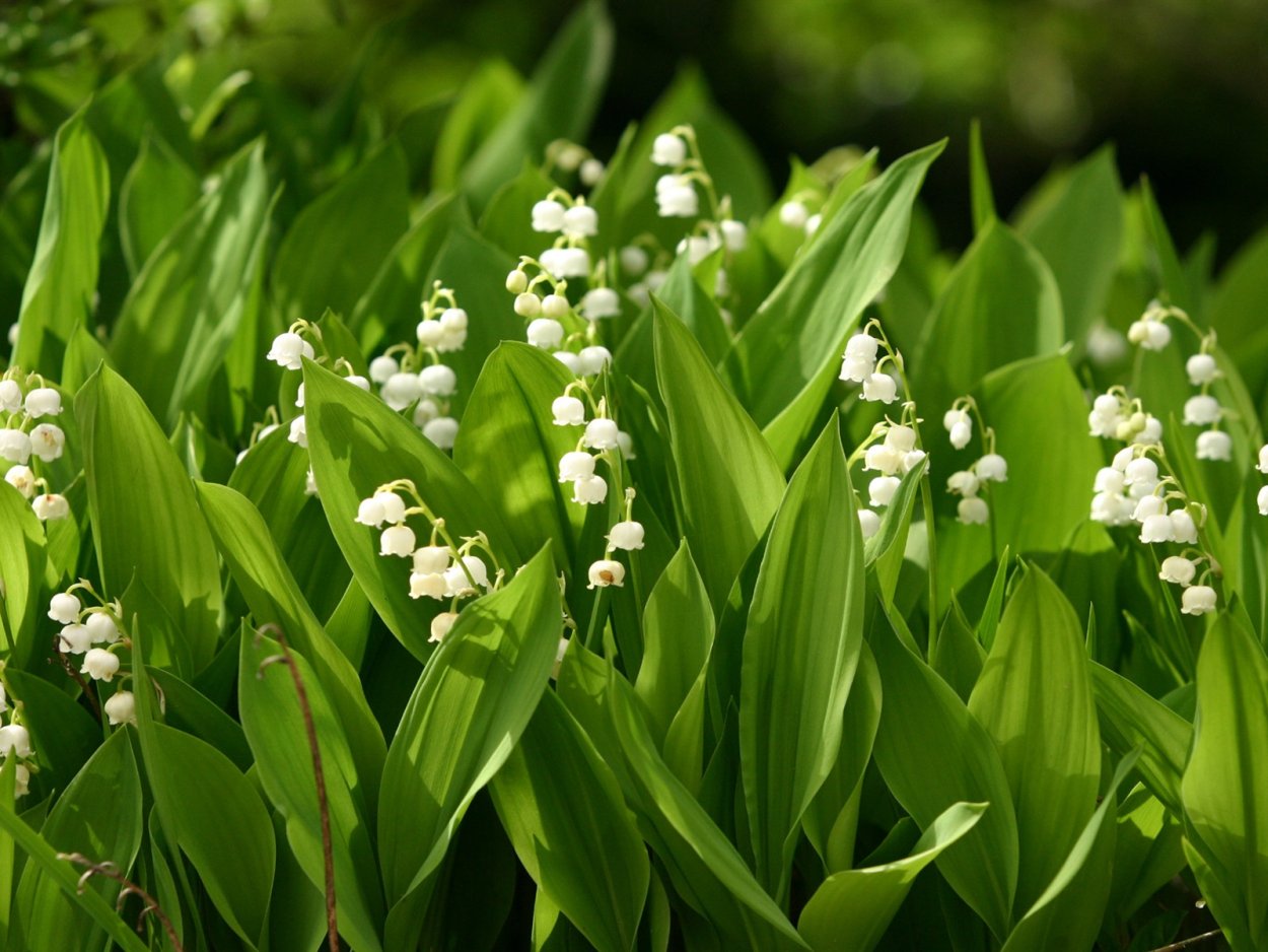 Ветреница (анемона) Лесная (Anemone Sylvestris)