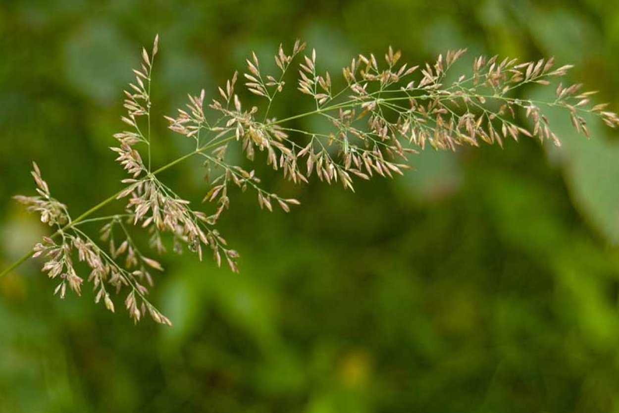 Полевица волосовидная