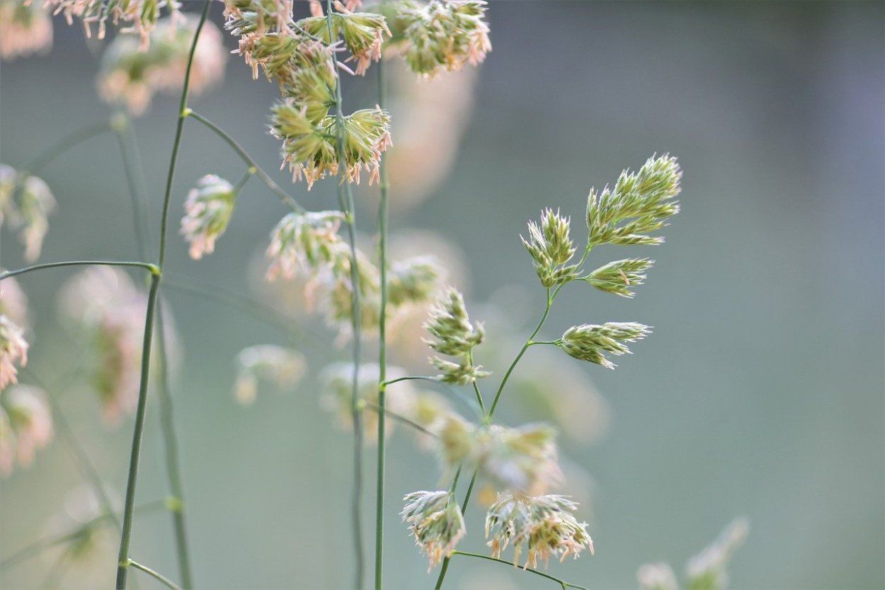 Мятлик Сибирский