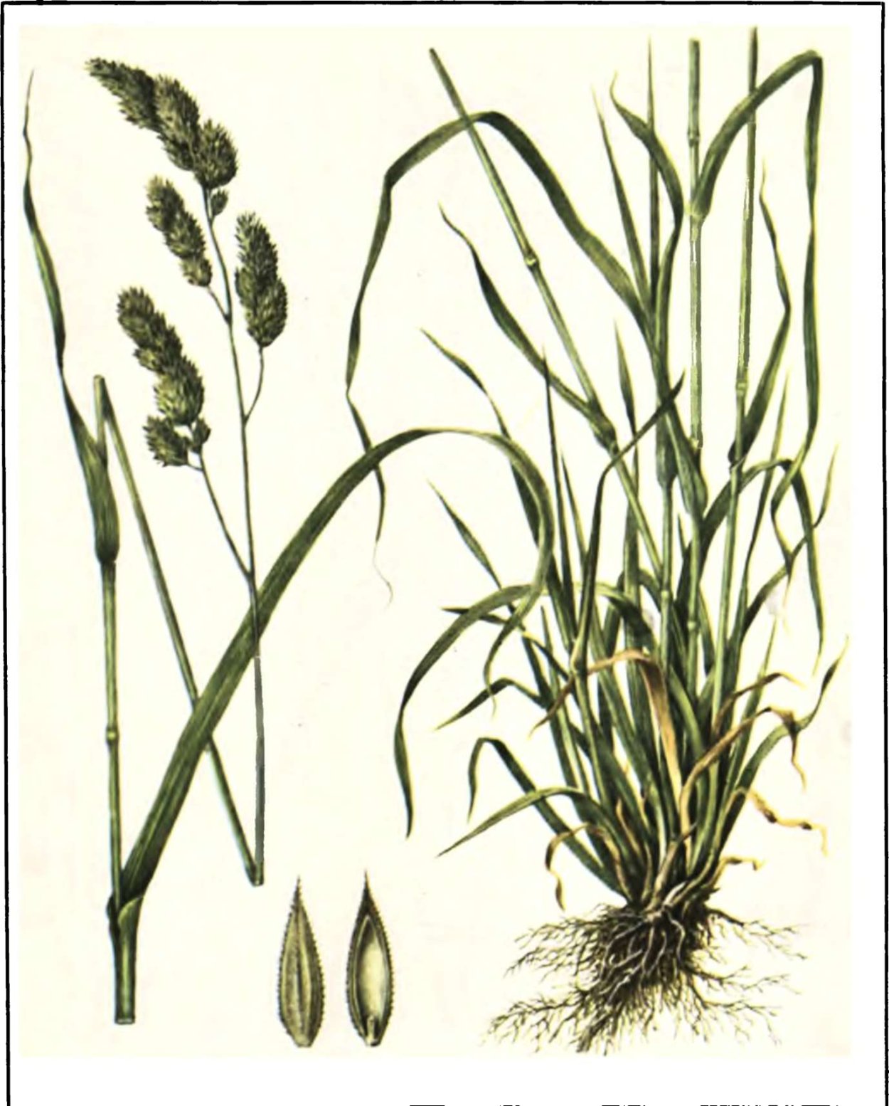 Ежа сборная (Dactylis glomerata)