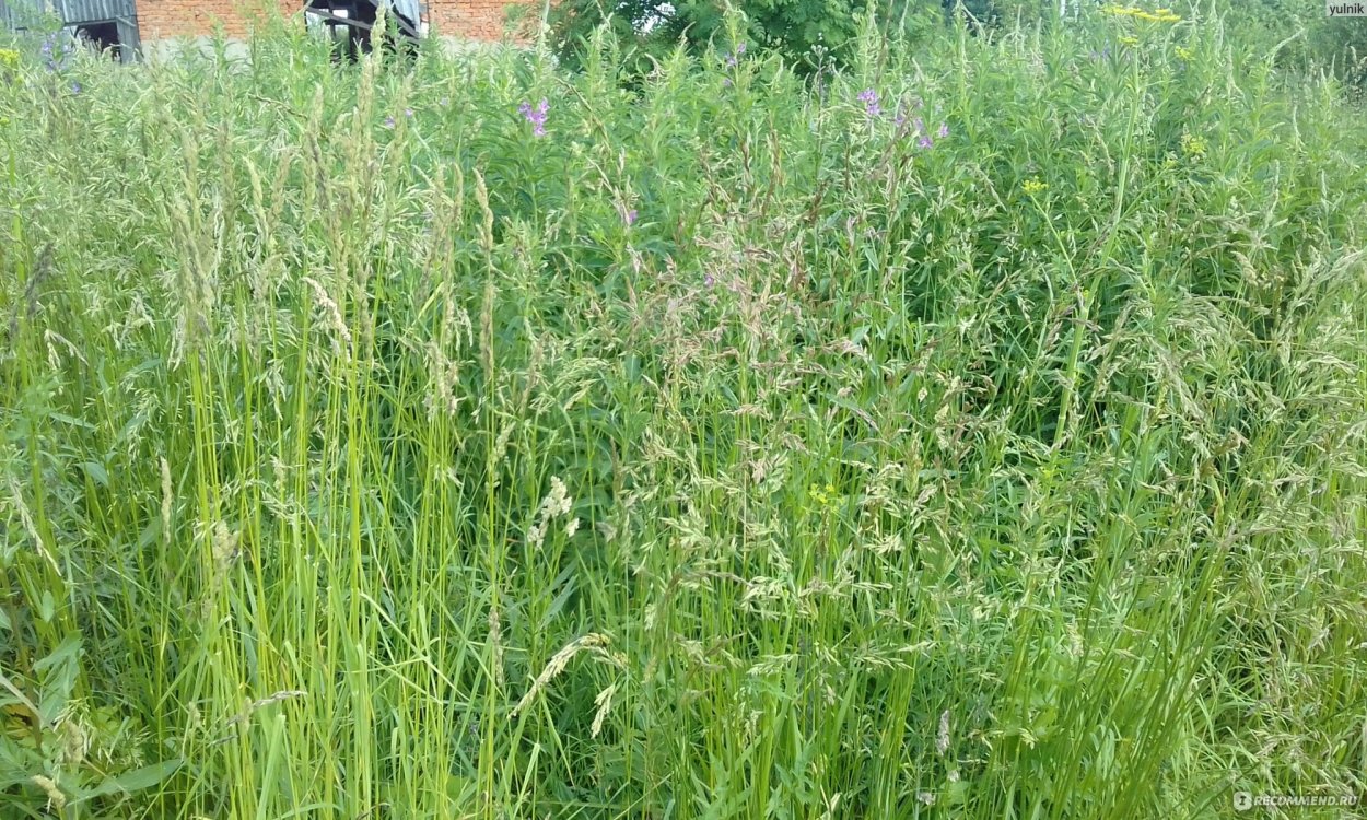 Мятлик однолетний – POA annua