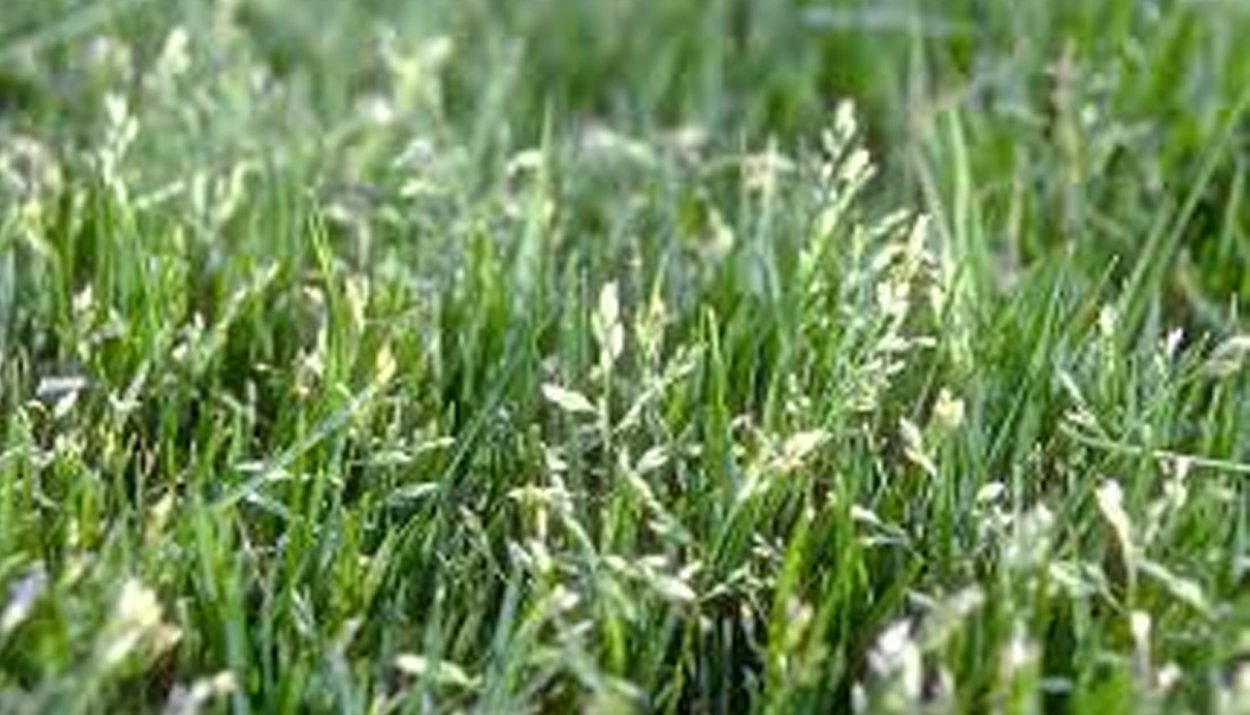 Вейник колосок сухоцвет