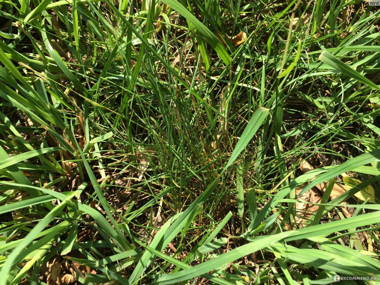 Мятлик Луговой Санрей