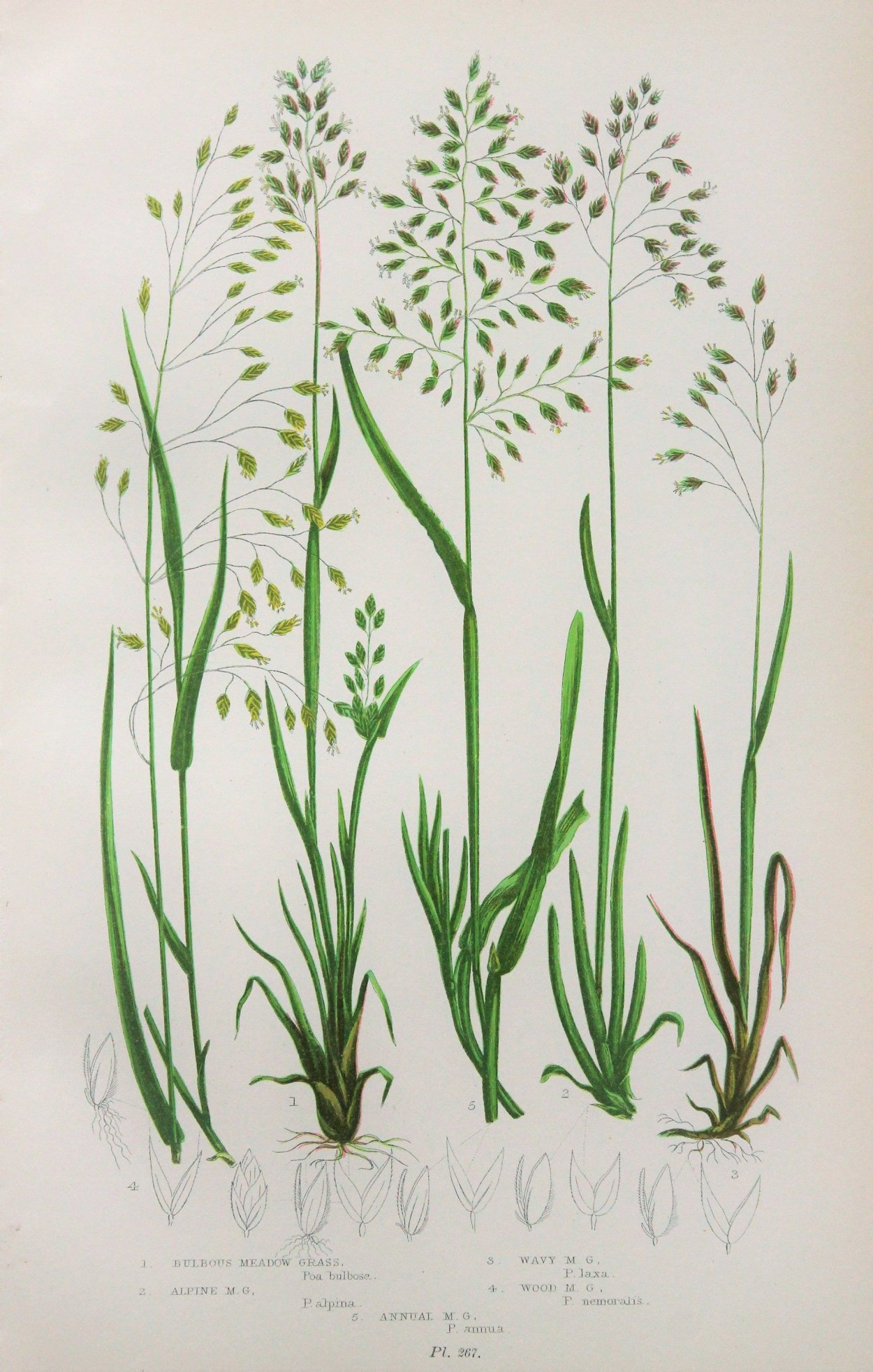 Мятлик Лапландский.