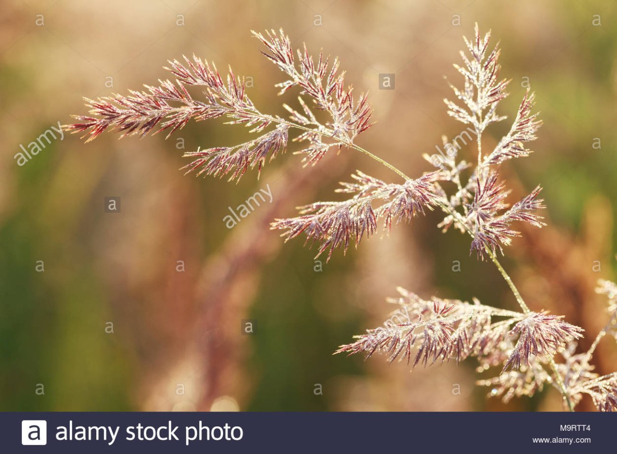 Мятлик Луговой (POA pratensis)