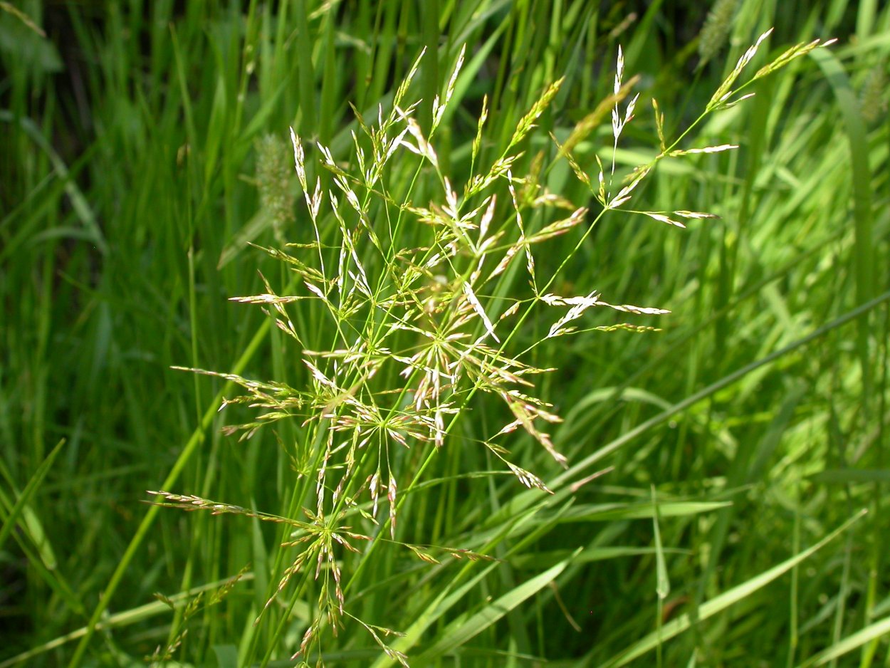 Мятлик Крылова