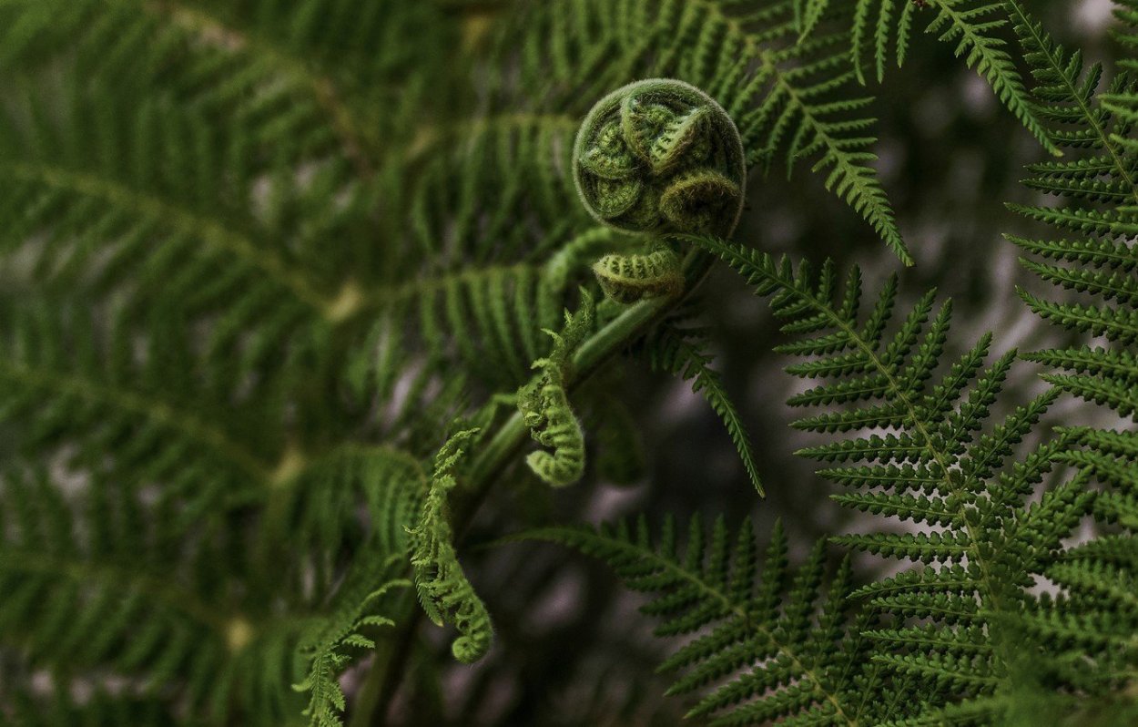 Папоротник орляк цветет