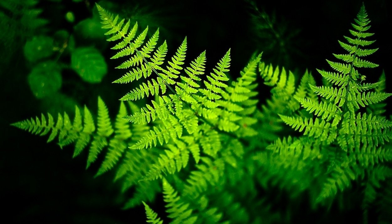 Таксономия папоротник орляк