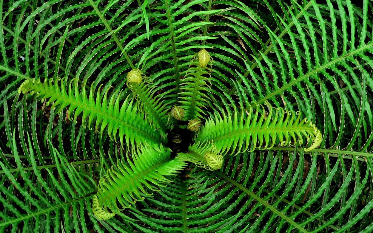 Папоротник макротелиптерис Торреса