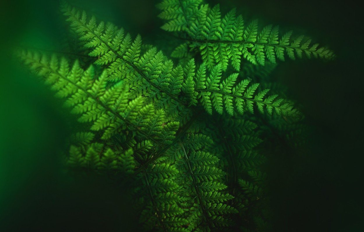 Фрактал папоротник Барнсли