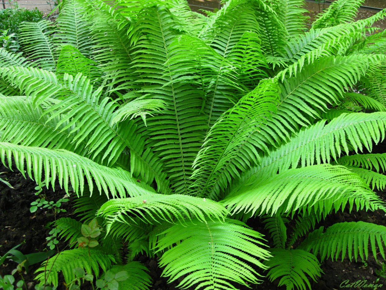 Папоротниковидные Щитовник