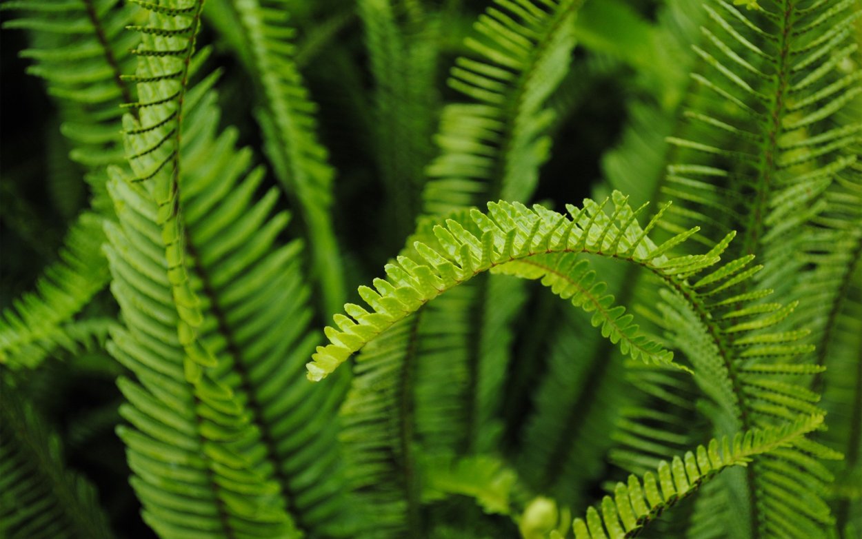 Фернс папоротник