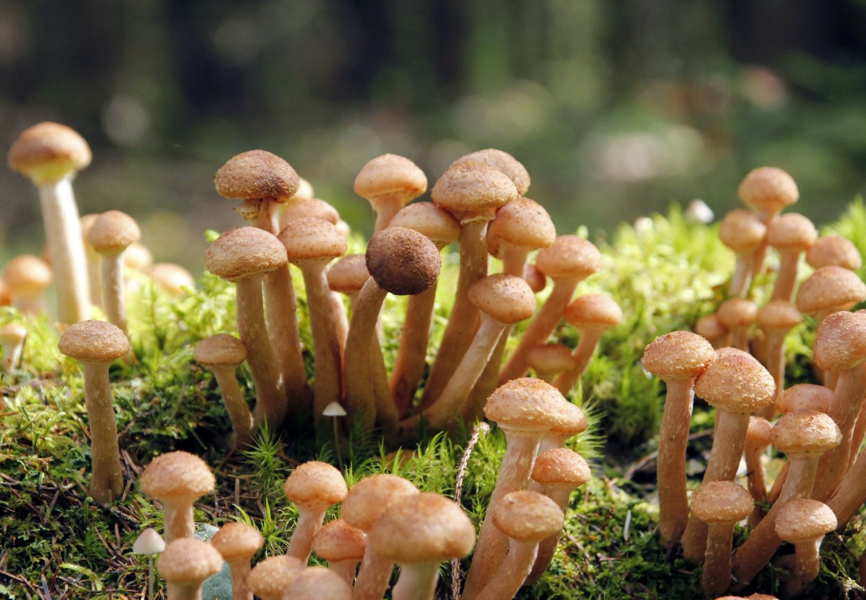 Боровик опята лисички