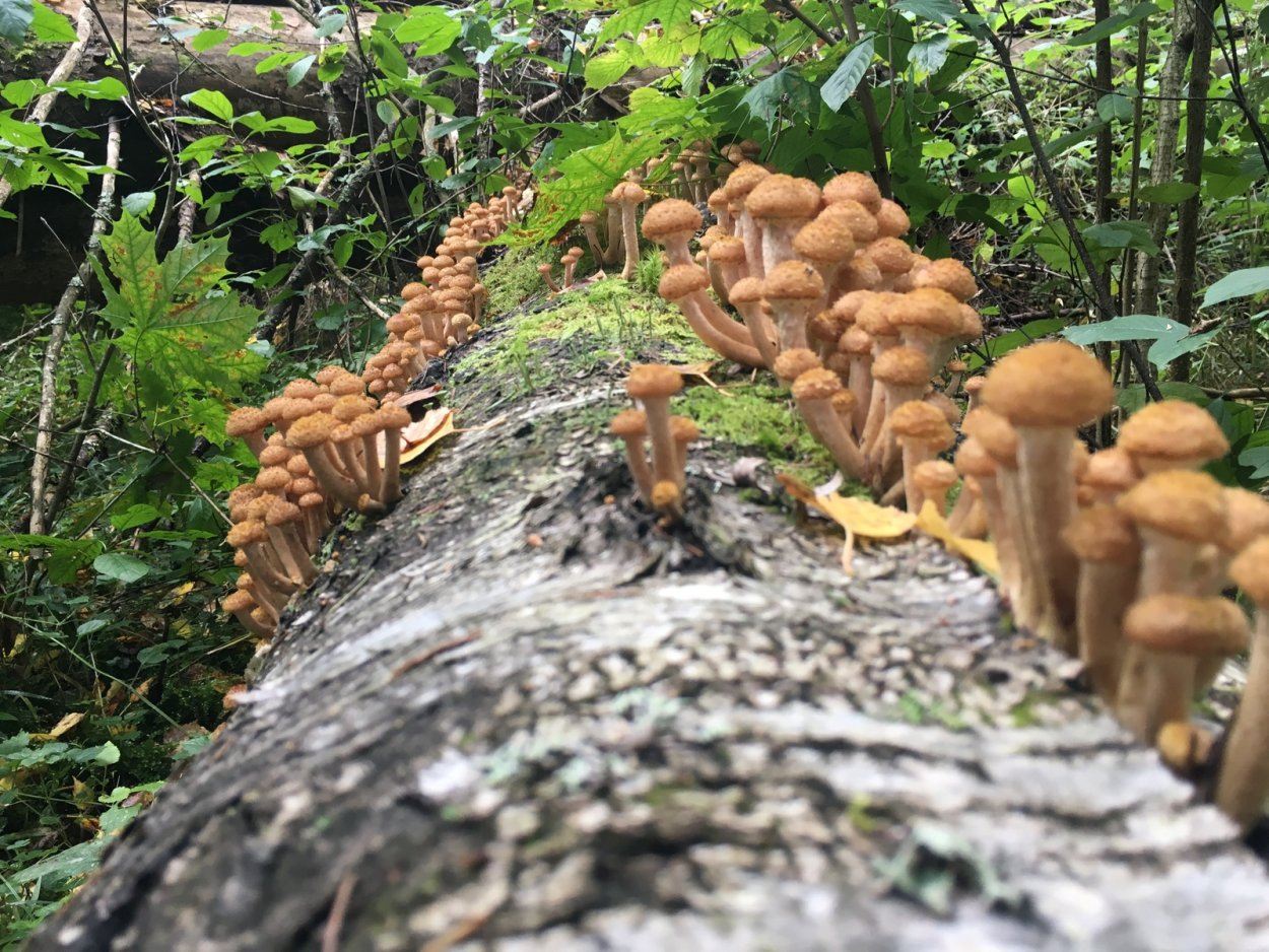 Опята Лесные пеньковые